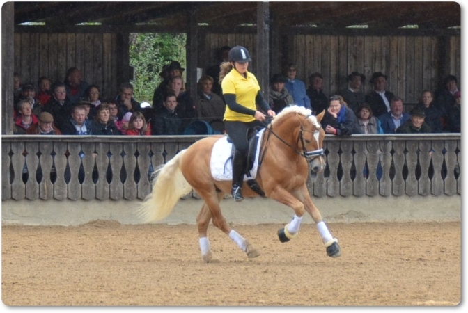 Haflinger- und Kaltblutfastival September 2015