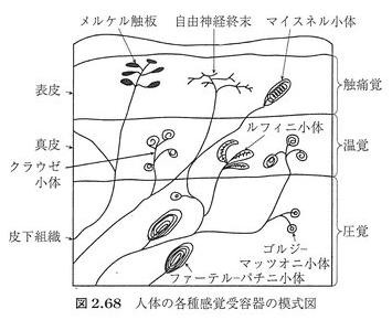 各種感覚受容器