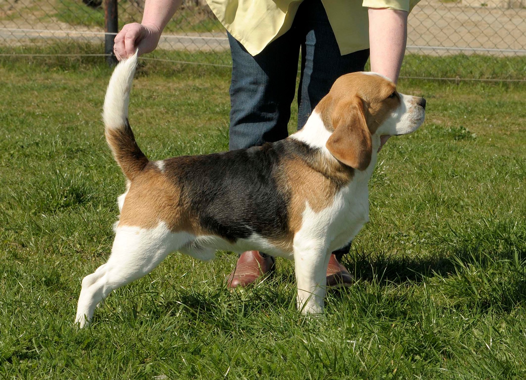 Der Letzte Norcis Beagle