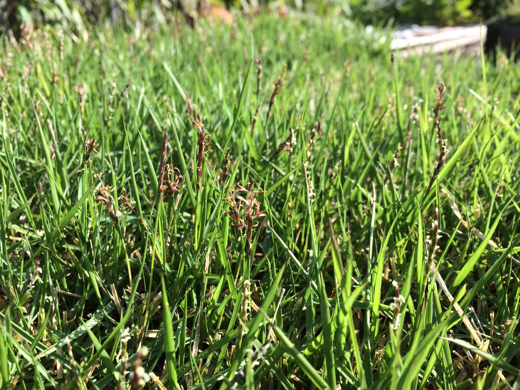 芝生の穂 グリーンタイム 間伐材を有効した画期的な屋上壁面緑化資材