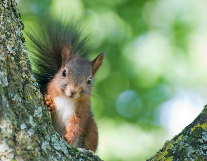 Eichhörnchen Nest oder Eichhörnchen Kobel