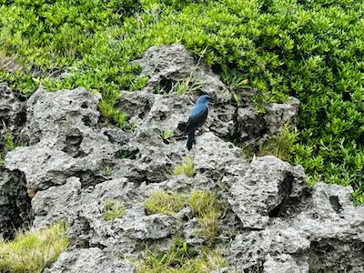 インギャーでイソヒヨドリ撮影会(inner-wish撮影)