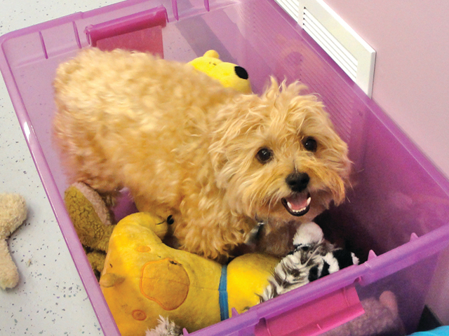 Duke in his toy box!