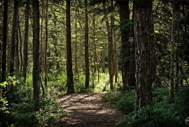 camping dans les landes proche pistes forestières