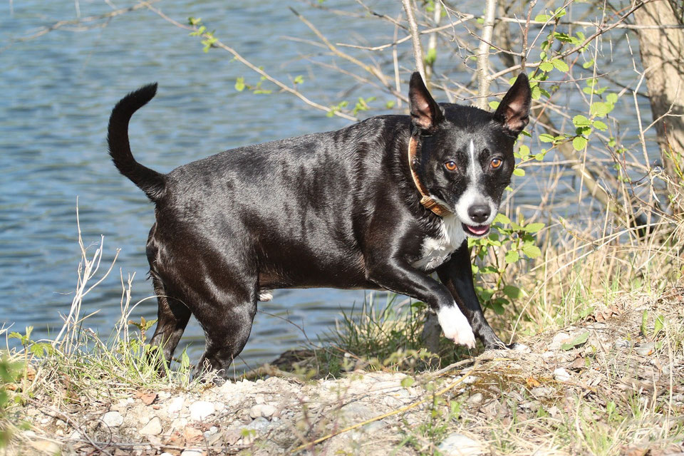 peut-on-baigner-son-chien-lac-biscarrosse