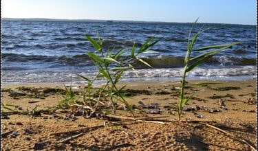 Plage de Gastes à côté du Camping Les Prés Verts (40160)