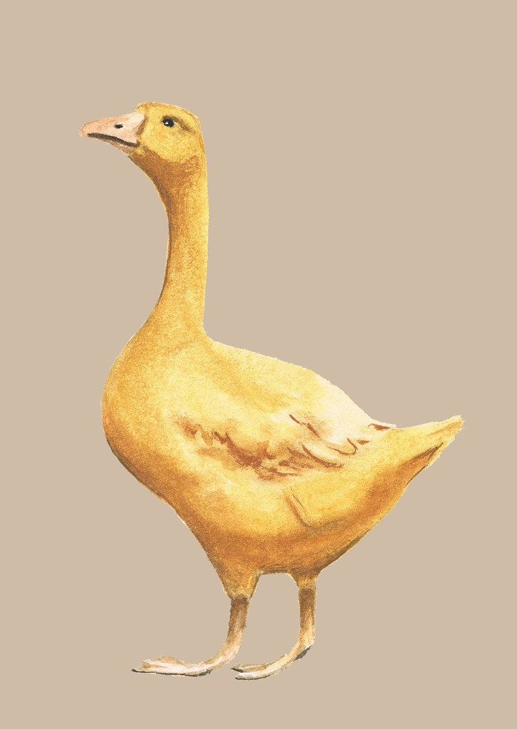 GГјldene Gans GГјldene Gans