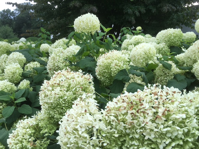 Hortensien im Park