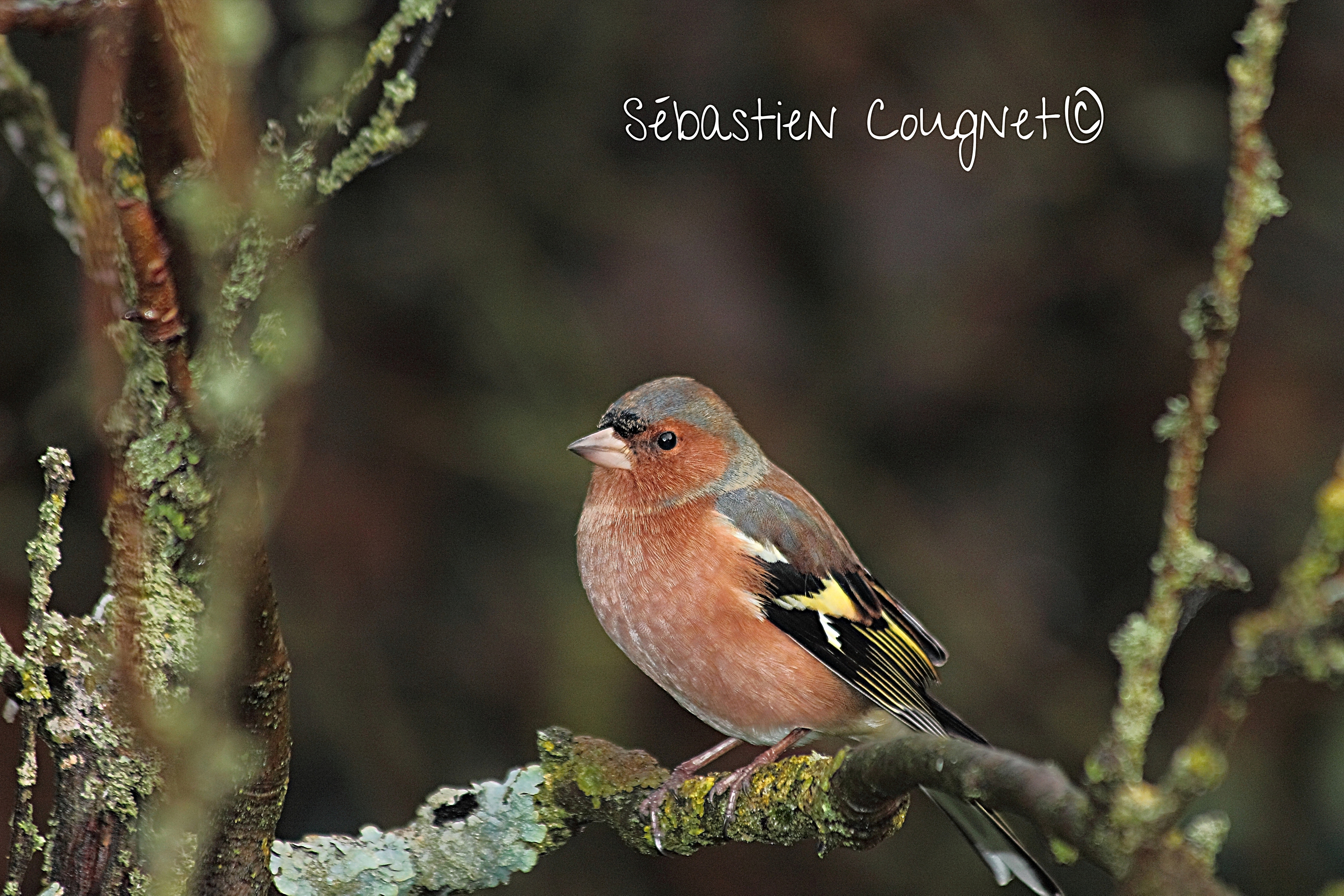 Pinson des arbres (Fringilla coelebs)