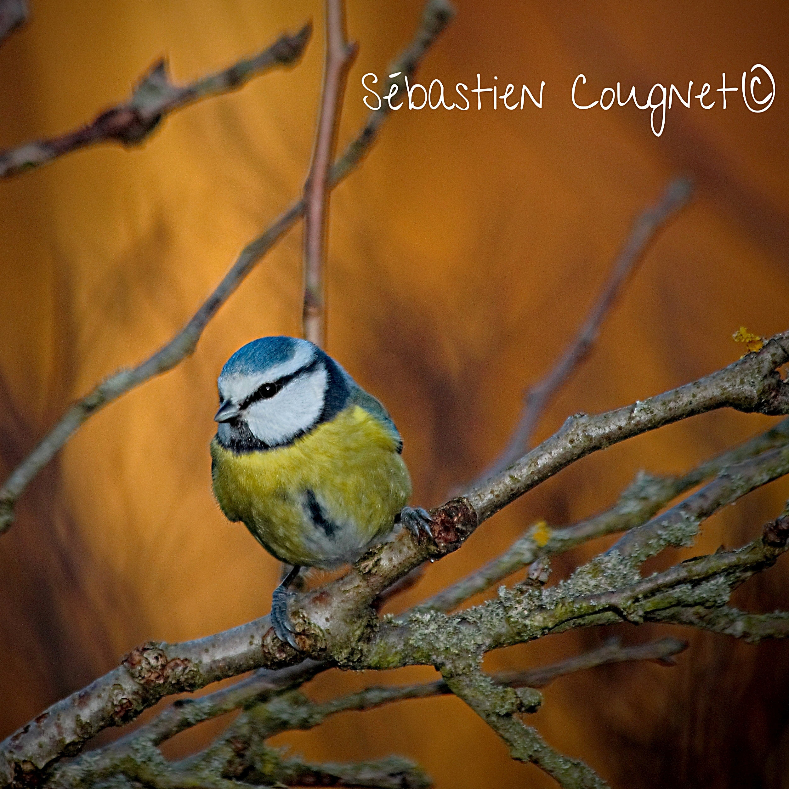 Mésange bleue (Parus caeruleus)