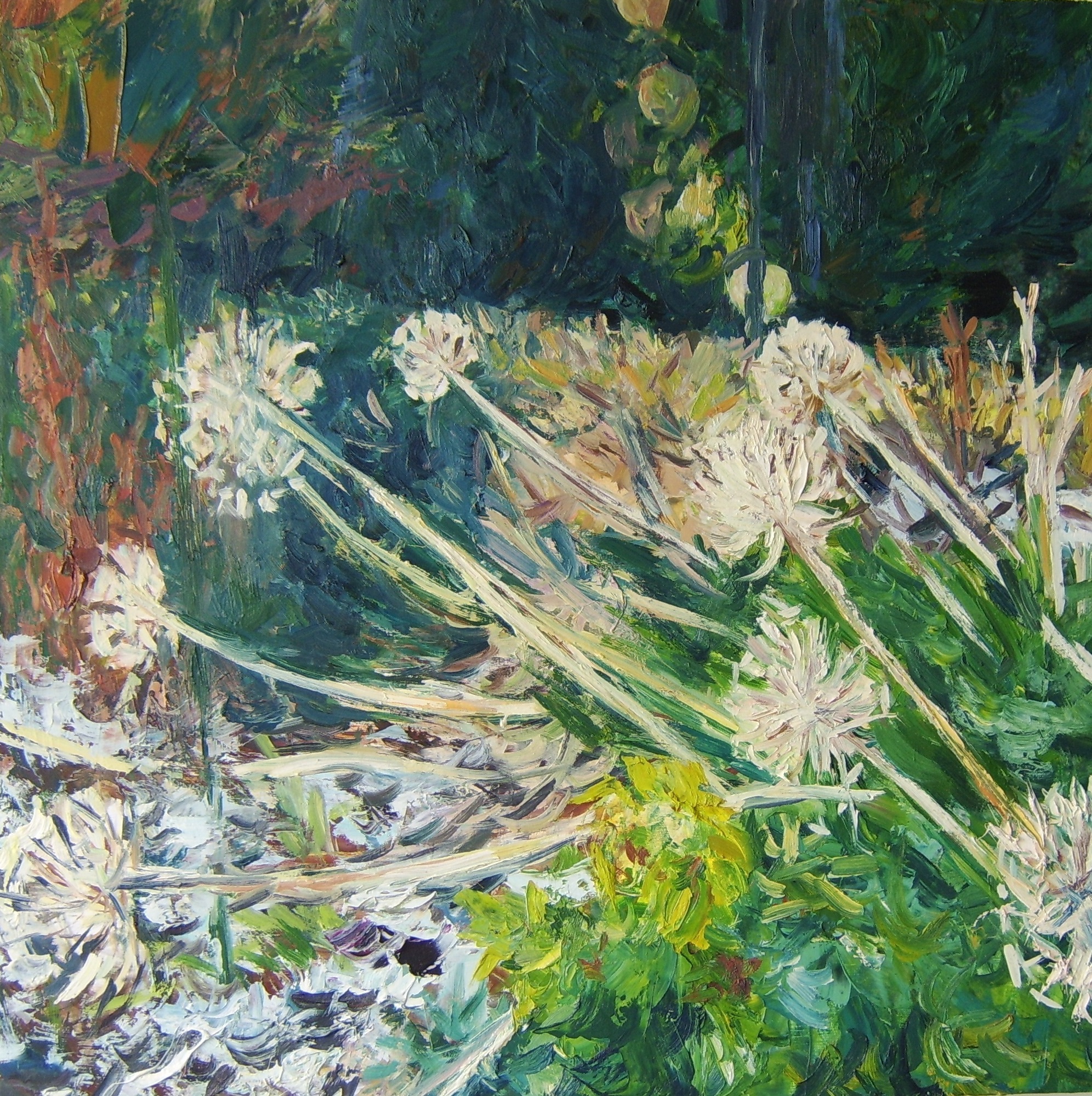 Agapanthus seed heads, trace of snow 76x76cm