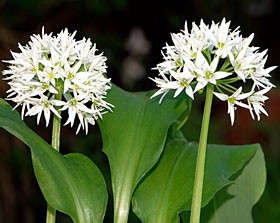 Aromatiques Lesjardinsducapdarbon