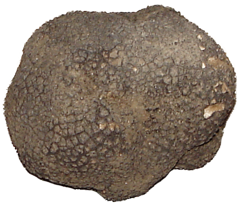 Tartufo bellissimo!