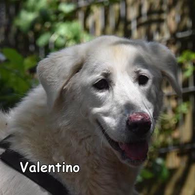 Valentino Rüde