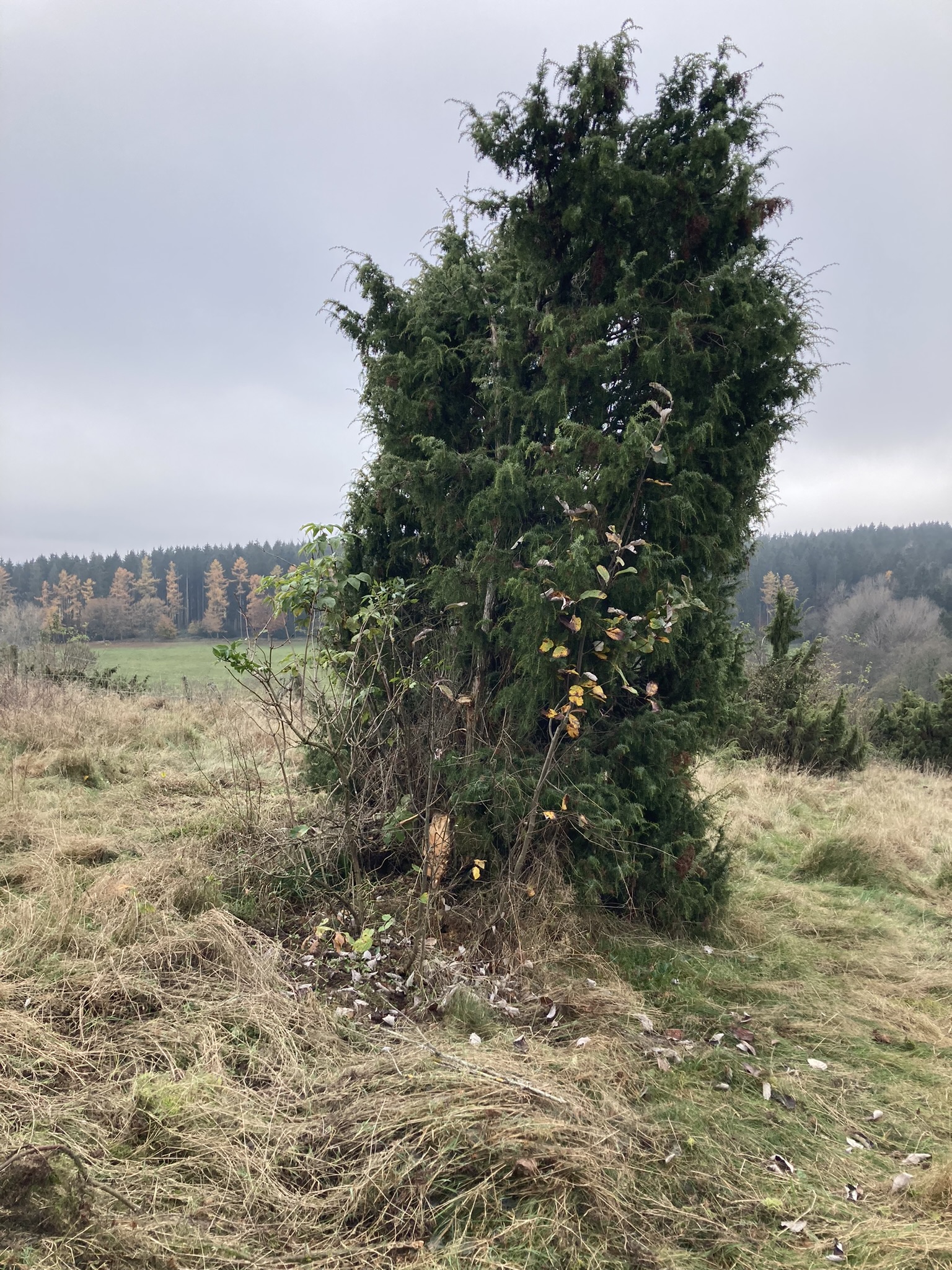 NACHHER - abgestorbene Äste entfernt