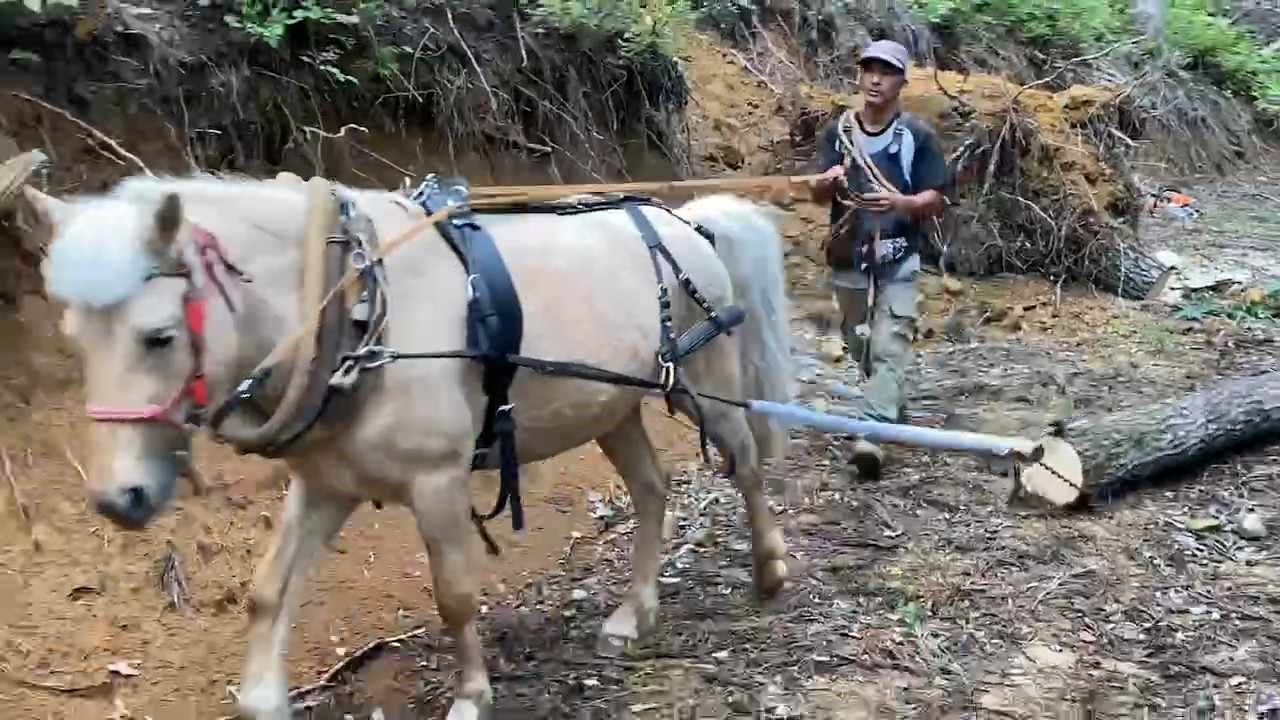 馬守と山守