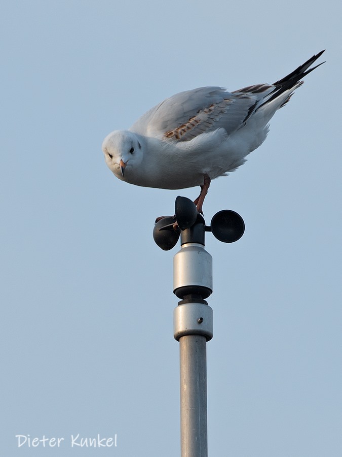 Lachmöwe auf Windmesser