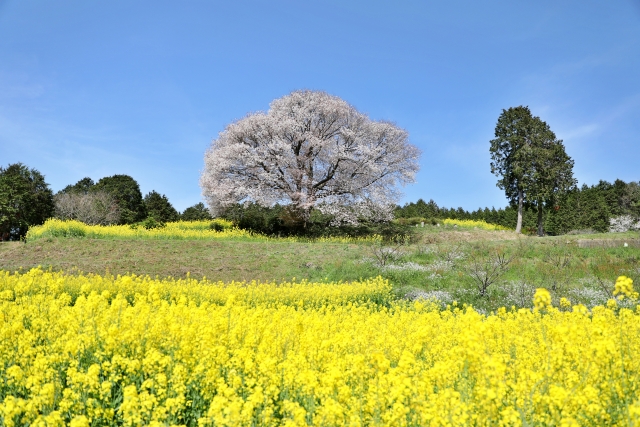 「痛み・疲労のない快適な人生を送ろう！」 健康まめ知識マガジン　2025年4月13日号