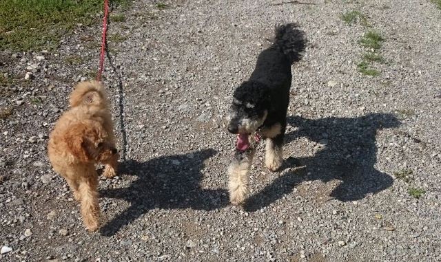 Roxy mit Kimani von den naturpudeln