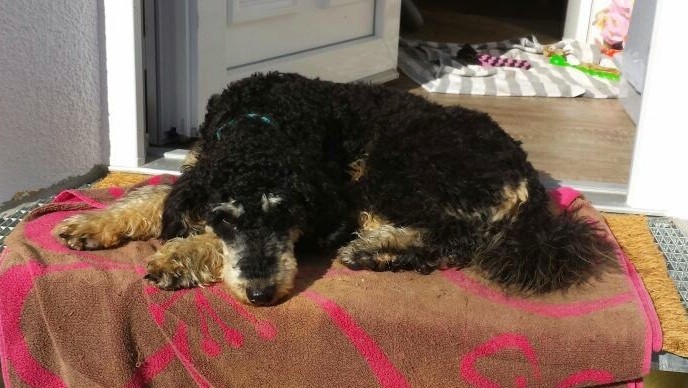 Roxy mit 7 Monaten beim Sonnenbaden