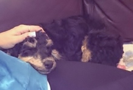 Roxy`s 1. Abend bei uns
