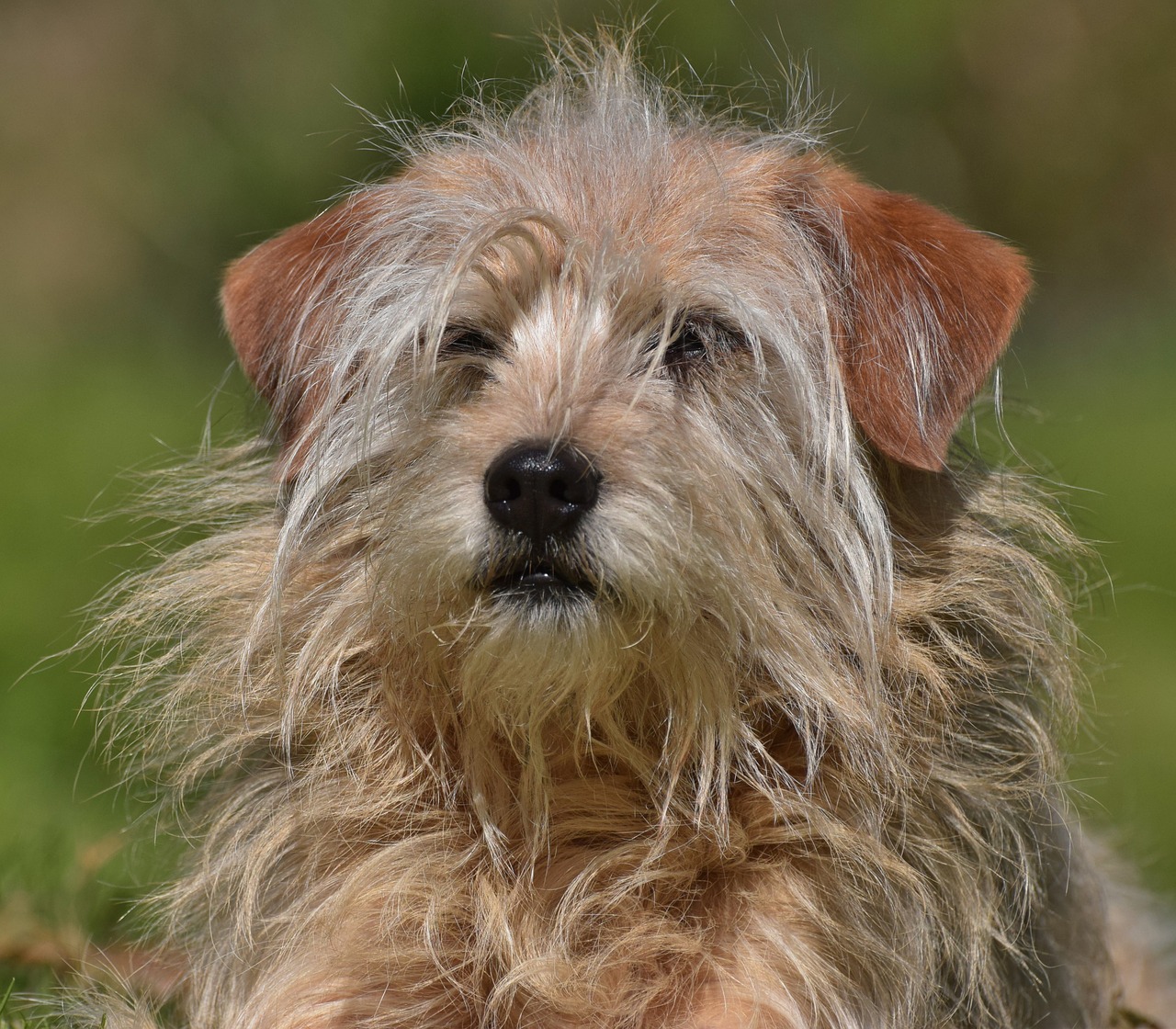 Haaranalyse Hund Regula Moser Natürlich ganz Pferd