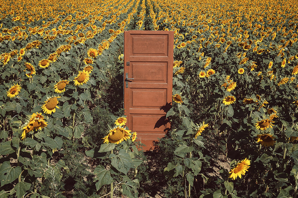 Sunflowers door 