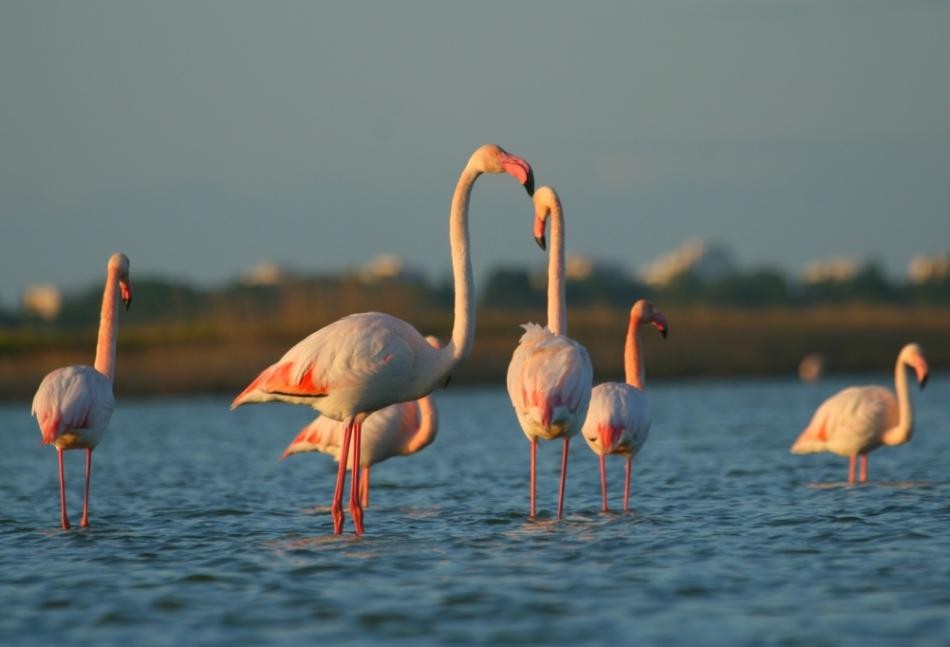 Camargue