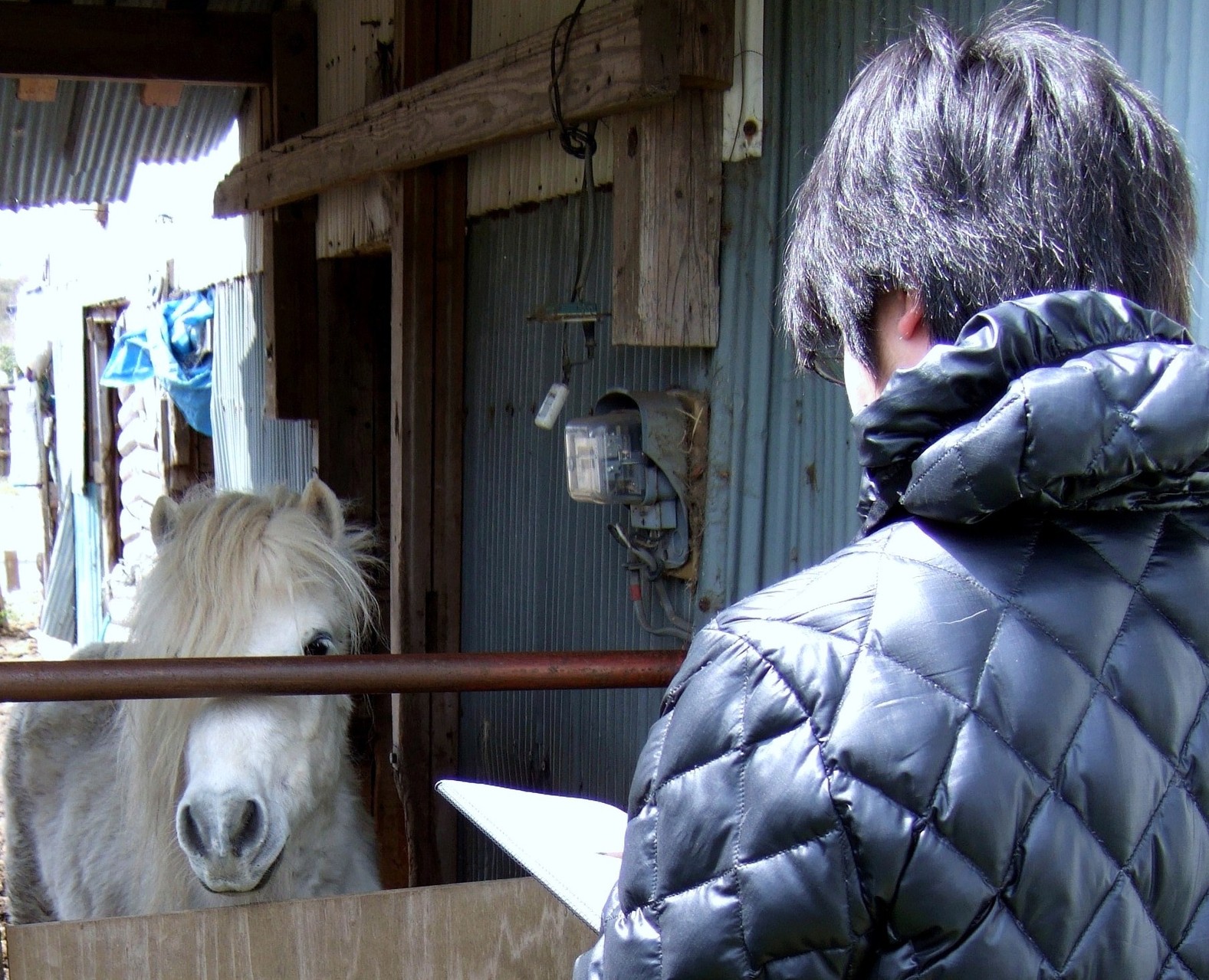 制作風景８＜教室近くのポニー牧場にて＞