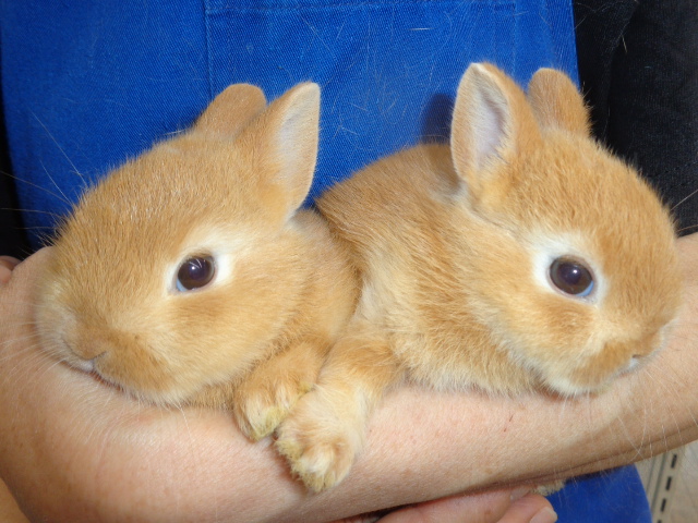 うさぎさんコーナー - ymnkk ページ！