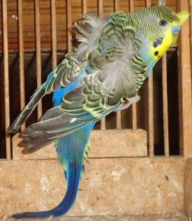 金運インコ ちーどん（ふっかちゃん命名ふかどん） on X: 