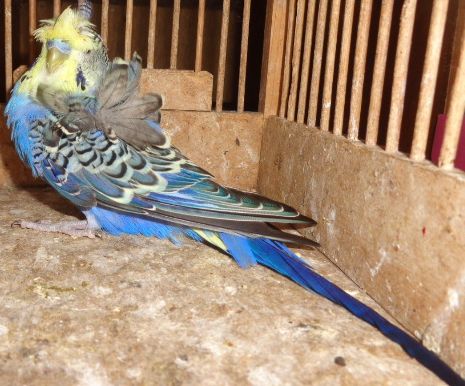 芸物セキセイ - ymnkk ページ！