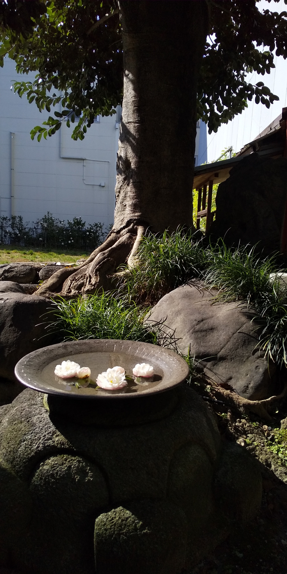 「きっさこ和束」の庭