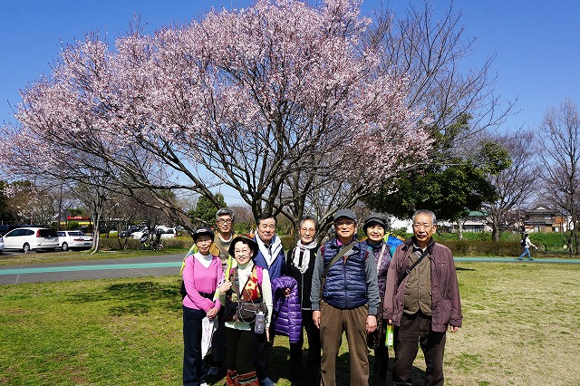 大宮第３公園のほぼ満開の彼岸桜