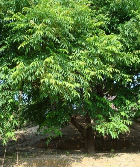 Lackbaum und Urushigewinnung stefosart of urushi