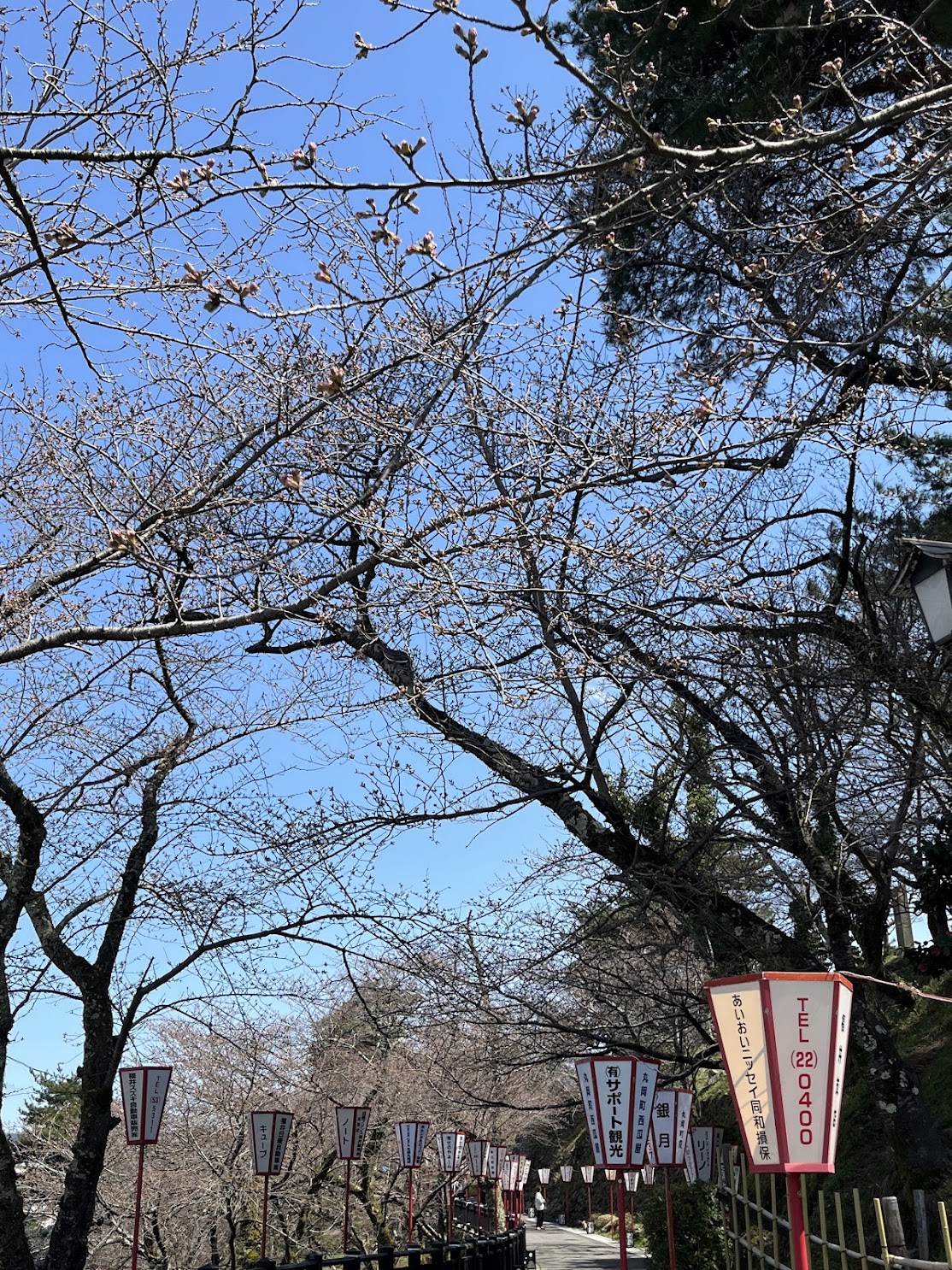 開花寸前！丸岡城行ってきました！