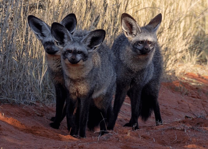 Photo © tanderson / iNaturalist.org. Kalahari, John Taolo Gaetsewe, South Africa. CC BY-NC 4.0 