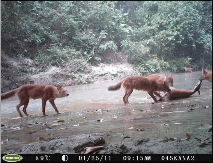 Kana Mana Valley, Chitwan National Park. Kanchan Thapa, Marcella J. Kelly, Jhamak B. Karki and Naresh Subedi / First camera trap record of pack hunting dholes in Chitwan National Park, Nepal © 2013 by the IUCN/SSC Canid Specialist Group. ISSN 1478‐2677  
