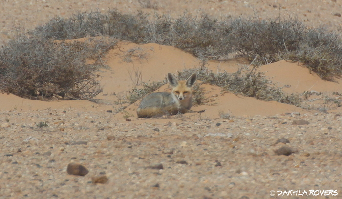 Photo © Martina Milanese / iNaturalist.org. Oued el Dahab, Western Sahara. CC BY-NC-ND 4.0 
