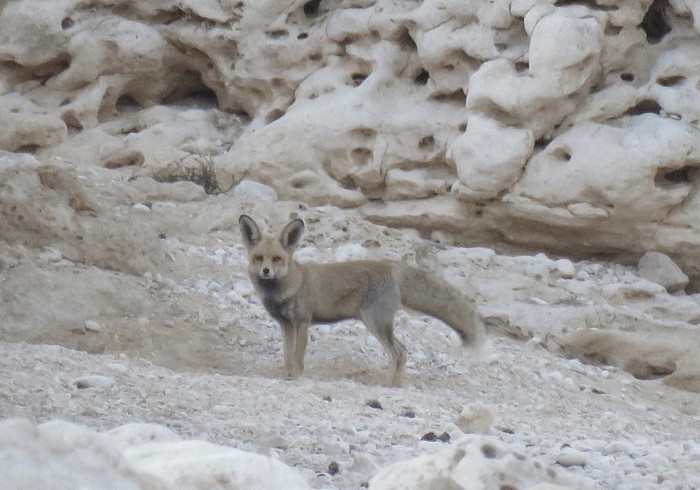 Photo © tbrooks / iNaturalist.org. Salalah, Dhofar, Oman. CC BY-NC-SA 4.0