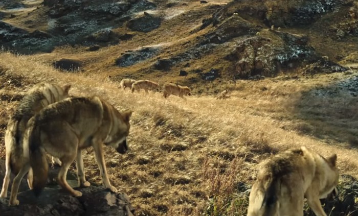 Screenshot © Mars Films / YouTube (Le dernier loup - Les coulisses: les loups sur le tournage). Inner Mongolia, China. CC BY 3.0 