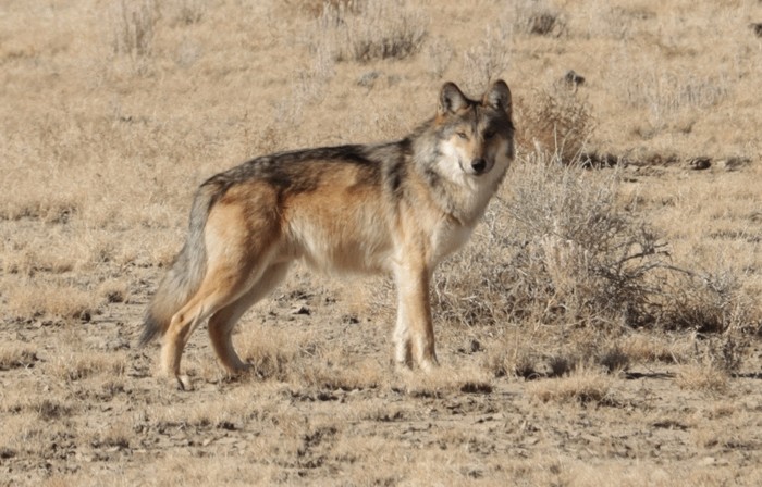 Photo © rando_boyo / iNaturalist.org. Cibola County, New Mexico, USA. CC BY-NC 4.0 