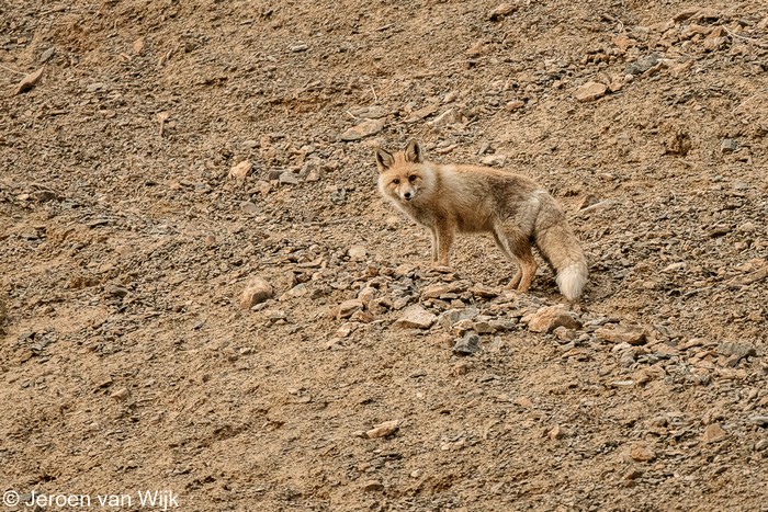 Photo © Jeroen van Wijk / iNaturalist.org. Leh (Ladakh), Jammu and Kashmir, India. CC BY-NC-ND 4.0 