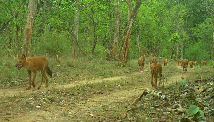 Photo © eMammal (www.si.edu). Pench, Maharashtra, India. CC BY-NC-SA 4.0 