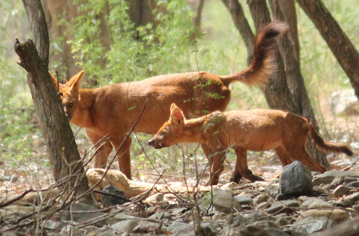 Photo © Shanmugam Kalidass / India Biodiversity Portal. Mangalappatti, Talamalai R.F., Tamil adu 638461, India. CC BY 3.0 