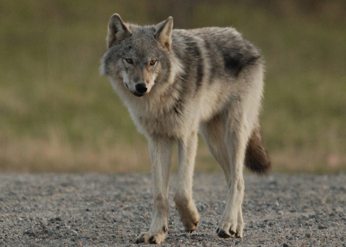 Реферат: Волк — Canis lupus