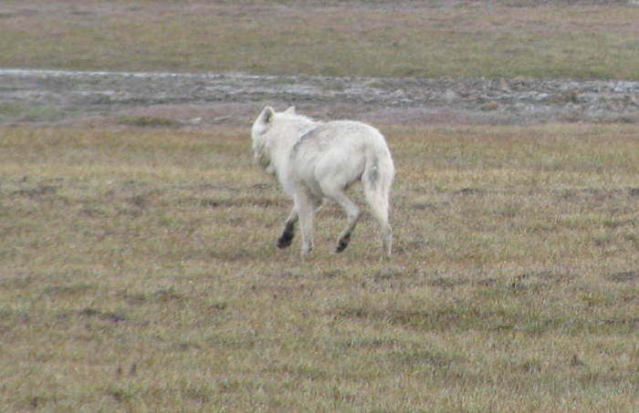 Photo © Cole Roebrtson / iNaturalist.org. Baffin, Nunavut, Canada. CC BY-NC 4.0