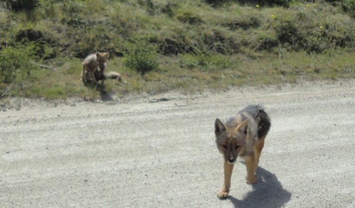 Photo © Bill Schaaf / iNaturalist.org. Ushuaia, Tierra del Fuego, Argentina. CC BY-NC 4.0 