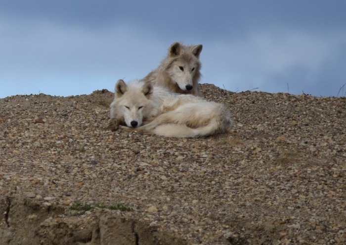 Photo © colbourne04 / iNaturalist.org. Baffin, Nunavut, Canada. CC BY-NC 4.0
