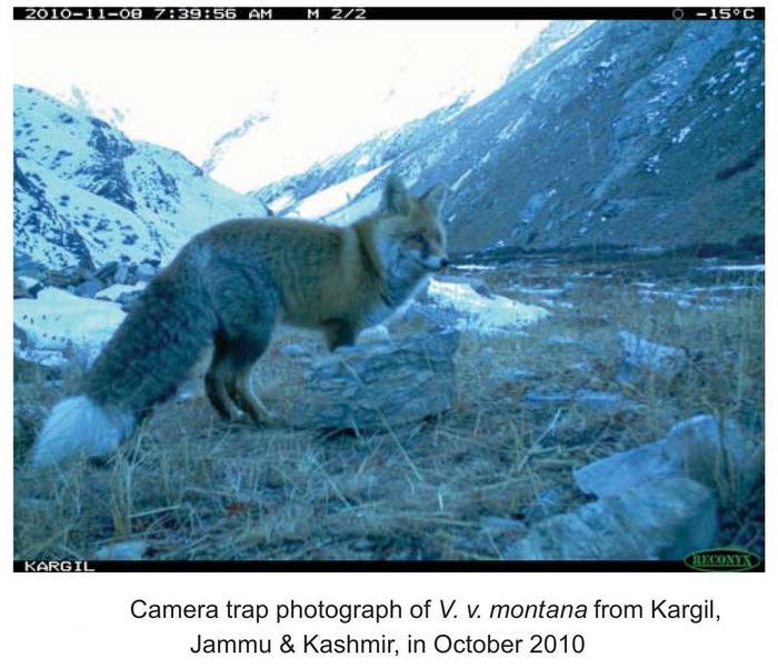 Aishwarya Maheshwari et. all. "A preliminary overview of the subspecies of Red Fox and Tibetan Sand Fox in the Himalaya, India" / Journal of the Bombay Natural History Society, 110(3), Sept-Dec 2013. pp.193-196  